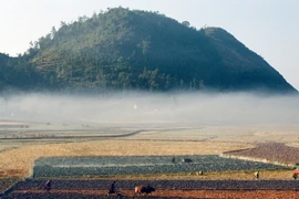 (Ảnh minh họa: Văn Phát/TTXVN)