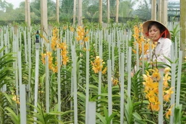 (Ảnh minh họa: Kim Phương/TTXVN)