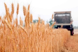 Thu hoạch lúa mỳ tại làng Matou, tỉnh Sơn Đông, Trung Quốc. (Nguồn: THX/TTXVN)