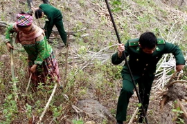 Bộ đội Biên phòng đồn 491 giúp nhân dân thu hoạch sắn tại Bản Tung huyện Mường Lát (Thanh Hóa). (Ảnh: Qúy Trung/TTXVN)