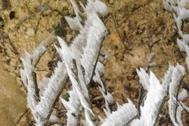 (Ảnh: Tuấn Anh/TTXVN)