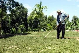 Nông dân huyện Vĩnh Linh, Quảng Trị phơi khô hạt tiêu vừa thu hái. (Ảnh: Hồ Cầu/TTXVN)