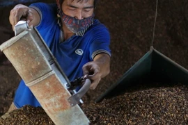 Sấy càphê. (Ảnh: Dương Giang/TTXVN)