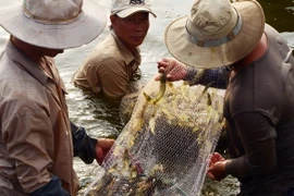 Nông dân thành phố Bạc Liêu thu hoạch tôm nuôi. (Ảnh: Thanh Liêm/TTXVN)