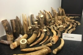 Ảnh minh họa. (Nguồn: AFP/TTXVN)