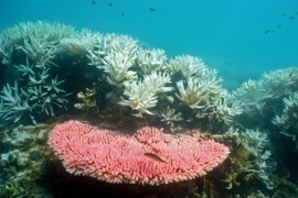 Rạn san hô Great Barrier Reef tại Australia. (Nguồn: AFP/TTXVN)