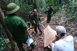 Lực lượng chức năng thực hiện nghiệp vụ kiểm tra hiện trường phá rừng tại Tiểu khu 390. (Ảnh: Đặng Tuấn/TTXVN)
