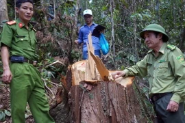 Lực lượng chức năng kiểm tra hiện trường vụ phá rừng. (Ảnh : Nguyễn Sơn/TTXVN)