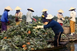 Nhiều loại trái cây miệt vườn Hậu Giang rớt giá mạnh