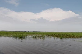 Ưu tiên bảo tồn 8 loại thực vật ở Vườn Quốc gia Tràm Chim