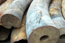 (Ảnh minh họa: Phạm Hậu/TTXVN)