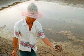 Bạc Liêu: Hơn 1.000ha đất nuôi tôm bị hoang hóa vì thiếu nước