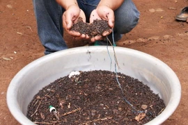Lo lắng vì bọ đậu đen và kiến ba khoang ở Kon Tum và Bến Tre 