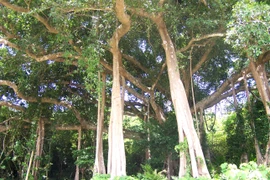 Cây đa Sơn Trà ở Đà Nẵng được công nhận Cây Di sản Việt Nam