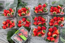 Mặt hàng dâu tây đang được bán tràn lan tại các chợ dân sinh và shop online trên địa bàn Hà Nội với giá 'mềm.' (Ảnh: PV/Vietnam+)