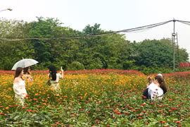 Những thiên đường hoa là 'background' không thể ấn tượng hơn trong dịp Lễ Tình nhân 14/2. (Ảnh: Việt Anh/Vietnam+)