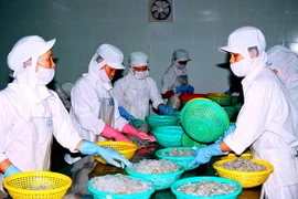 Chế biến tôm đông lạnh xuất khẩu. (Ảnh: Huỳnh Sử/TTXVN)