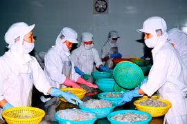 Chế biến tôm đông lạnh xuất khẩu. (Ảnh: Huỳnh Sử/TTXVN)