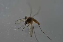 Muỗi, vật trung gian lây truyền virus Zika, tại Mexico City, Mexico ngày 7/5. (Nguồn: AFP/TTXVN)