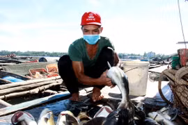 Người nuôi vớt cá chết để hạn chế lây lan. (Ảnh: Sỹ Thắng/TTXVN)