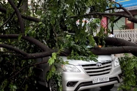 Hiện trường cây đổ đè ôtô. (Ảnh: An Hiếu/TTXVN)