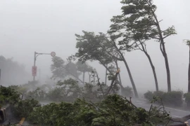 Cây cối bị quật đổ do bão Meranti tại Đài Loan, Trung Quốc ngày 14/9. (Nguồn: THX/TTXVN)