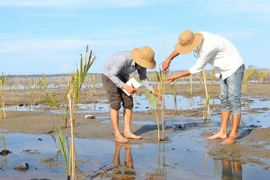 Người dân chăm sóc rừng ngập mặn trồng mới ở khu vực rú Chá, xã Hương Phong, thị xã Hương Trà, Thừa Thiên-Huế. (Ảnh: Hồ Cầu/TTXVN)