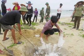 Ngư dân xã biển Đức Trạch (huyện Bố Trạch, Quảng Bình) cùng lực lượng biên phòng thu gom, chôn lấp cá chết dạt vào bờ. (Ảnh: Võ Dung/TTXVN)
