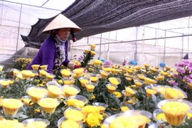 Nông dân trồng hoa tại thành phố Đà Lạt thu hoạch hoa cúc. (Ảnh: Phạm Kha/TTXVN)