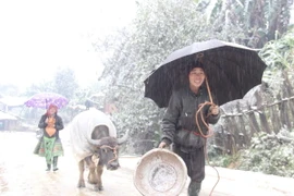 Ảnh chỉ có tính minh họa. (Ảnh: Tuấn Anh/TTXVN)