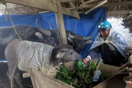 Người dân vùng núi giữ ấm cho vật nuôi. (Ảnh: Công Hải/TTXVN)