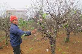 Người dân xã Đông Sơn đang chăm sóc đào. (Ảnh: Hải Yến/TTXVN)