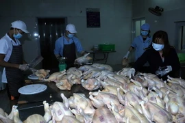 Nhân viên Chi cục Thú y đóng dấu kiểm dịch lên sản phẩm gia cầm. (Ảnh: Vũ Sinh/TTXVN)