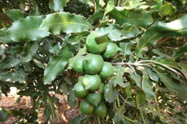 Vườn cây mắcca. (Ảnh: Đặng Tuấn/TTXVN)