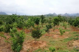 Một vườn cây mắcca. (Ảnh: Nguyễn Duy/TTXVN)
