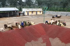 Quả càphê sau khi thu hái được đưa xuống bể trong dây chuyền chế biến càphê ướt của Công ty càphê Thắng Lợi. (Ảnh: Dương Gian/TTXVN)