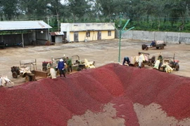 Quả càphê sau khi thu hái được đưa xuống bể trong dây chuyền chế biến càphê ướt của Công ty càphê Thắng Lợi. (Ảnh: Dương Gian/TTXVN)