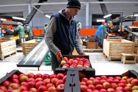 Công nhân phân loại hoa quả tại một kho hàng ở làng Bucovat, Moldova, một trong các quốc gia chịu ảnh hưởng từ tác động của lệnh cấm nhập khẩu lương thực, thực phẩm của Nga. (Nguồn: AFP/TTXVN)