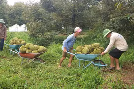 Thu hoạch sầu riêng. (Ảnh: Ngọc Thiện/TTXVN)