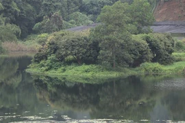 Nước hồ thủy lợi Nhân Nghĩa chuyển mầu xanh đen, không thể sử dụng cho nuôi thủy sản và tưới tiêu. (Ảnh: Tiến KhánhTTXVN)