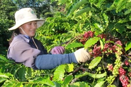Thu hoạch càphê ở tỉnh Đắk Lắk. (Ảnh: Phạm Cường/TTXVN)