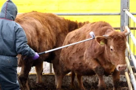 Phun thuốc khử trùng nhằm ngăn chặn dịch lở mồm long móng tại Daejeon, Hàn Quốc ngày 30/1. (Ảnh: Yonhap/TTXVN)