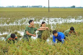 Đoàn viên thanh niên là các cán bộ trong các lực lượng của Công an tỉnh Ninh Bình gặt và thu hoạch lúa. (Ảnh: Minh Đức/TTXVN)