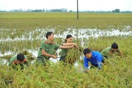 Đoàn viên thanh niên là các cán bộ trong các lực lượng của Công an tỉnh Ninh Bình gặt và thu hoạch lúa. (Ảnh: Minh Đức/TTXVN)