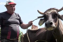 Con bò này sẽ bị giết vì những quy định của EU. (Nguồn: Darpan Magazine)