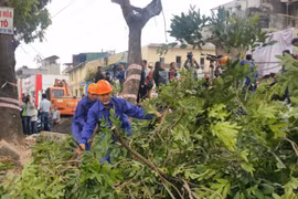 Bắt đầu di chuyển, cắt tỉa 1.289 cây xanh trên phố Phạm Văn Đồng