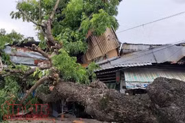 Hiện trường cây xanh cổ thụ bật gốc đổ ngã đè bẹp 2 nhà dân.. (Nguồn: Baotintuc)