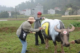 Họa sỹ thể hiện ý tưởng nghệ thuật trên mình trâu. (Ảnh: Nguyễn Thị Chinh/TTXVN)