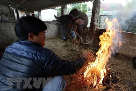 Người dân đốt củi sưởi ấm cho gia súc. (Ảnh: Phan Tuấn Anh/TTXVN)