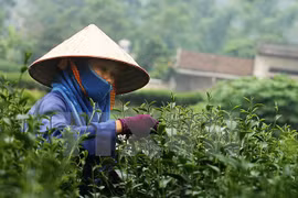 Thu hoạch chè búp tươi tại Tân Cương. (Ảnh: Trọng Đạt/TTXVN)
